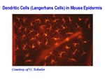 Dendritic Cells (Langerhans Cells) in Mouse Epidermis by The Rockefeller University