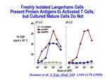 Freshly Isolated Langerhans Cells by The Rockefeller University
