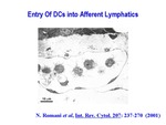 Entry of Dendritic Cells into Afferent Lymphatic by The Rockefeller University