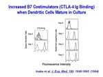 Dendritic Cells Mature in Culture