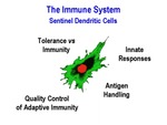 The Immune System. Sentinel Dendritic Cells