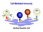 Cell-Mediated Immunity by Steinman Laboratory