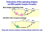 Endocytosis of Non-Replicating Antigens