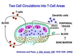 Two Cell Circulations Into T-Cell Areas by Steinman Laboratory