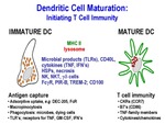 Dendritic Cell Maturation: Initiating T Cell Immunity by Steinman Laboratory