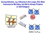 During Infection DCs Must Immunize to Microbes, But Not to Airways Proteins or Self-Antigens