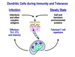 Dendritic Cells During Immunity and Tolerance by Steinman Laboratory