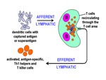 Afferent and Effernt Lymphatic by Steinman Laboratory