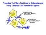 Properties That Were First Used to Distinguish and Purify Dendritic Cells From Mouse Spleen