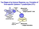 Two Stages of an Immune Response