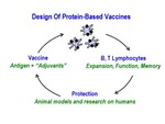 Design of Protein-Based Vaccines