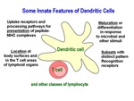 Some Innate Features of Dendritic Cells