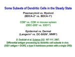 Some Subsets of Dendritic Cells in the Steady State