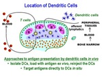 Location of Dendritic Cells