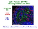CD11c Promoter by Steinman Laboratory