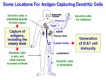 Some Locations For Antigen Capturing Dendritic Cells