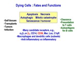 Dying Cells: Fates and Functions