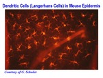 Dendritic Cells (Langerhans Cells) in the Mouse Epidermis