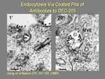 Endocytosis Via Coated Pits of Antibodies to DEC-205