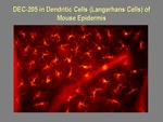 DEC-205 in Dendritic Cells by The Rockefeller University