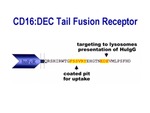 CD 16: DEC Tail Fusion Receptor by The Rockefeller University