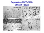 Expression of DEC-205 in Different Tissues by The Rockefeller University