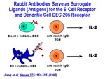 Rabbit Antibodies by The Rockefeller University