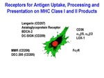 Receptors for Antigen Uptake