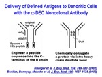 Delivery of Defined Antigens to Dendritic Cells by The Rockefeller University