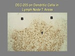 DEC-205 on Dendritic Cells in Lymph Node T Areas by The Rockefeller University