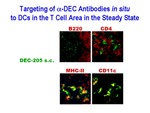 Targeting of α-DEC Antibodies