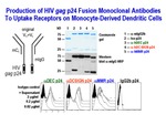 Production of HIV Gag p24 Monoclonal Antibodies by The Rockefeller University