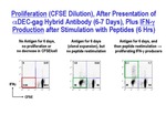 Proliferation (CFSE Dilution)