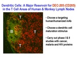 Dendritic Cells: A Major Reservoir for DEC-205 by The Rockefeller University