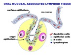 Oral Mucosal Associated Lymphoid Tissue by The Rockefeller University
