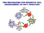 Two Mechanisms for Dendritic Cell Enhancement of HIV-1 Infection by The Rockefeller University