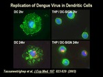 Replication of Dengue Virus in Dendritic Cells by The Rockefeller University