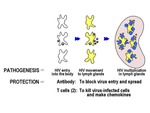 Pathogenesis & Protection by The Rockefeller University