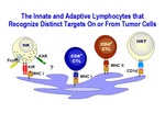 The Innate and Adaptive Lymphocytes
