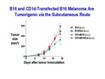 B16 and CD1d-Transfected B16 Melanoma by Steinman Laboratory