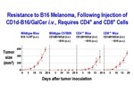 Resistance to B16 Melanoma by Steinman Laboratory