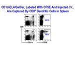 CD1d-EL4/GalCer by Steinman Laboratory