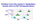 B16/GalCer Tumor Cells by Steinman Laboratory