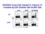 B16/GalCer Tumor Cells, Injected I.V. by Steinman Laboratory