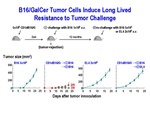 B16/GalCer Tumor Cells by Steinman Laboratory
