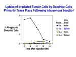 Uptake of Irradiated Tumor Cells by Dendritic Cells