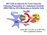 NKT Cells as Adjuncts to Tumor Immunity by Steinman Laboratory