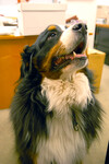 Paul Greengard's Dog Alpha by Zach Veilleux
