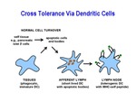 Cross Tolerance via Dendritic Cells by Steinman Laboratory