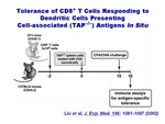 Tolerance of CD8+ T Cells by Steinman Laboratory
